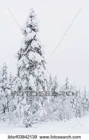 "Snow-covered trees, Ivalontie, Sodankyla, Finland, Europe" View Large Photo Image Stock Photo - "Snow-covered trees, Ivalontie, Sodankyla, Finland, Europe". Fotosearch