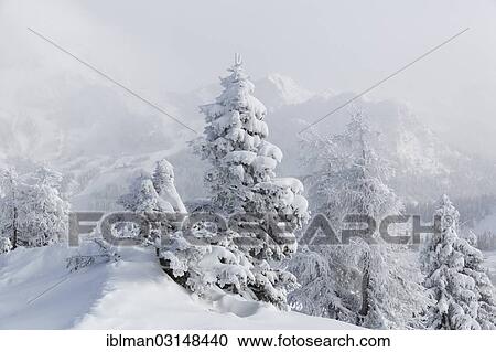 "Snow covered trees, Nassfeld, Hermagor, Carinthia, Austria, Europe" View Large Photo Image Stock Image - "Snow covered trees, Nassfeld, Hermagor, Carinthia, Austria, Europe". Fotosearch