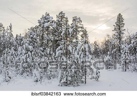 "Snow covered trees, near Inari, Finland, Europe" View Large Photo Image Stock Image - "Snow covered trees, near Inari, Finland, Europe". Fotosearch