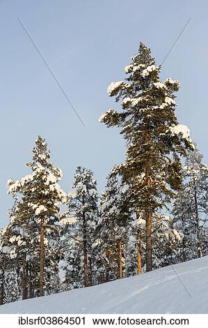 "Snow covered trees, near Utsjoki, Lapland, Finland, Europe" View Large Photo Image Stock Image - "Snow covered trees, near Utsjoki, Lapland, Finland, Europe". Fotosearch