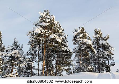 "Snow covered trees, near Utsjoki, Lapland, Finland, Europe" View Large Photo Image Stock Image - "Snow covered trees, near Utsjoki, Lapland, Finland, Europe". Fotosearch