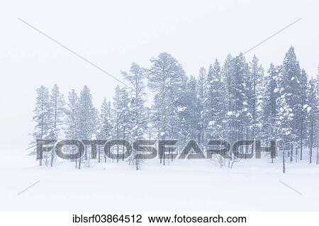 Stock Image - "Snow covered trees, near Utsjoki, Lapland, Finland, Europe". Fotosearch
