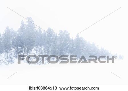 "Snow covered trees, near Utsjoki, Lapland, Finland, Europe" View Large Photo Image Stock Image - "Snow covered trees, near Utsjoki, Lapland, Finland, Europe". Fotosearch