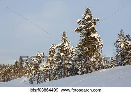 "Snow covered trees, near Utsjoki, Lapland, Finland, Europe" View Large Photo Image Stock Photo - "Snow covered trees, near Utsjoki, Lapland, Finland, Europe". Fotosearch