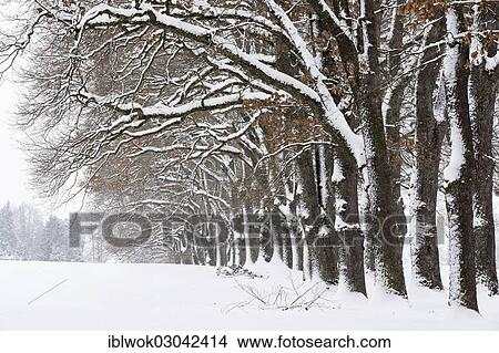 "Snow-covered trees, Oberbayern, Uffing, Bavaria, Germany, Europe" View Large Photo Image Picture - "Snow-covered trees, Oberbayern, Uffing, Bavaria, Germany, Europe". Fotosearch