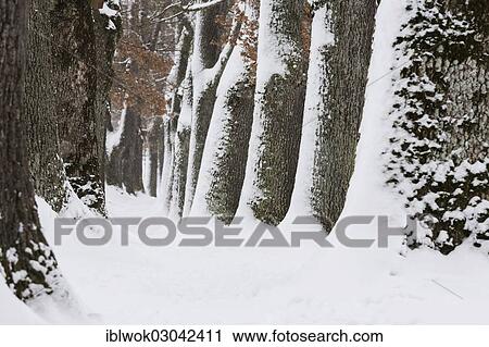 "Snow-covered trees, Oberbayern, Uffing, Bavaria, Germany, Europe" View Large Photo Image Stock Image - "Snow-covered trees, Oberbayern, Uffing, Bavaria, Germany, Europe". Fotosearch
