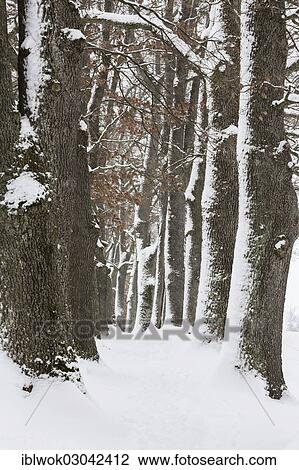Stock Image - "Snow-covered trees, Oberbayern, Uffing, Bavaria, Germany, Europe". Fotosearch