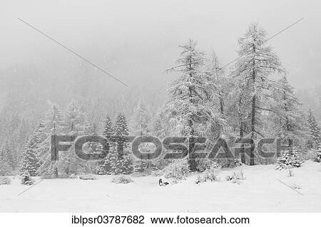 "Snow-covered trees, Obernberg, Gries, Tyrol, Austria, Europe" View Large Photo Image Stock Image - "Snow-covered trees, Obernberg, Gries, Tyrol, Austria, Europe". Fotosearch