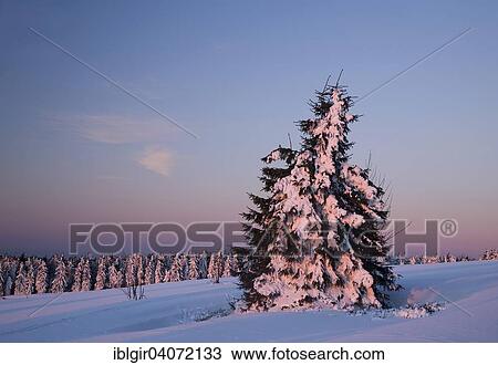 "Snow covered trees on Fichtelberg mountain in the morning light, Ore Mountains, Saxony, Germany, Europe" View Large Photo Image Stock Image - "Snow covered trees on Fichtelberg mountain in the morning light, Ore Mountains, Saxony, Germany, Europe". Fotosearch