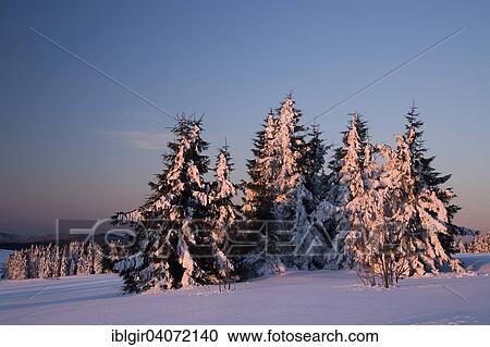 "Snow covered trees on Fichtelberg mountain in the morning light, Ore Mountains, Saxony, Germany, Europe" View Large Photo Image Stock Image - "Snow covered trees on Fichtelberg mountain in the morning light, Ore Mountains, Saxony, Germany, Europe". Fotosearch