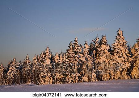 "Snow covered trees on Fichtelberg mountain in the morning light, Ore Mountains, Saxony, Germany, Europe" View Large Photo Image Stock Image - "Snow covered trees on Fichtelberg mountain in the morning light, Ore Mountains, Saxony, Germany, Europe". Fotosearch