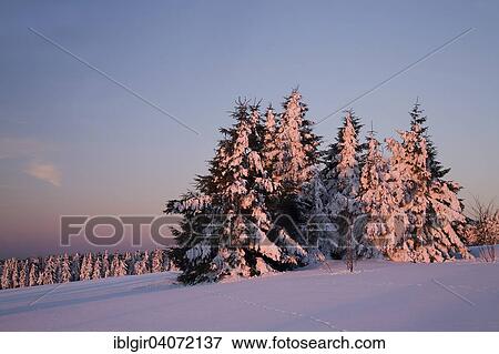 "Snow covered trees on Fichtelberg mountain in the morning light, Ore Mountains, Saxony, Germany, Europe" View Large Photo Image Stock Photo - "Snow covered trees on Fichtelberg mountain in the morning light, Ore Mountains, Saxony, Germany, Europe". Fotosearch