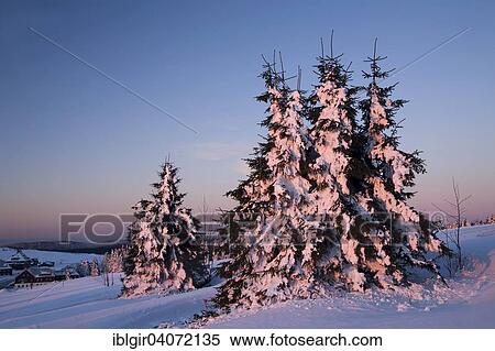 "Snow covered trees on Fichtelberg mountain in the morning light, Ore Mountains, Saxony, Germany, Europe" View Large Photo Image Stock Photography - "Snow covered trees on Fichtelberg mountain in the morning light, Ore Mountains, Saxony, Germany, Europe". Fotosearch
