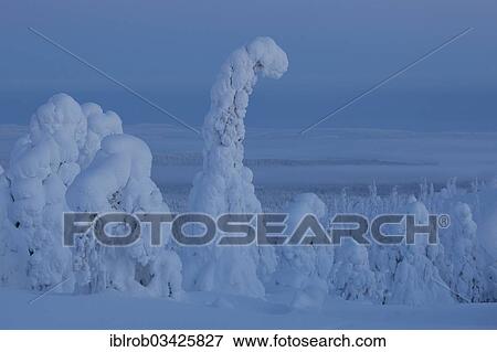Stock Photo - "Snow covered trees on Rukatunturi Mountain, Kuusamo, Northern Ostrobothnia, Finland, Europe". Fotosearch