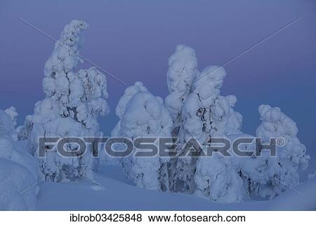 "Snow covered trees on Rukatunturi Mountain, Kuusamo, Northern Ostrobothnia, Finland, Europe" View Large Photo Image Stock Photo - "Snow covered trees on Rukatunturi Mountain, Kuusamo, Northern Ostrobothnia, Finland, Europe". Fotosearch