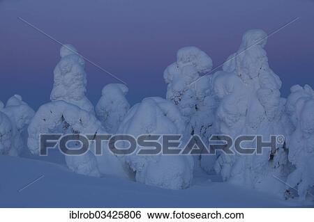 "Snow covered trees on Rukatunturi Mountain, Kuusamo, Northern Ostrobothnia, Finland, Europe" View Large Photo Image Stock Photograph - "Snow covered trees on Rukatunturi Mountain, Kuusamo, Northern Ostrobothnia, Finland, Europe". Fotosearch