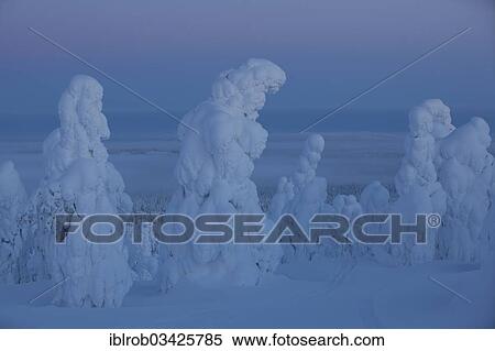 "Snow covered trees on Rukatunturi Mountain, Kuusamo, Northern Ostrobothnia, Finland, Europe" View Large Photo Image Stock Photography - "Snow covered trees on Rukatunturi Mountain, Kuusamo, Northern Ostrobothnia, Finland, Europe". Fotosearch