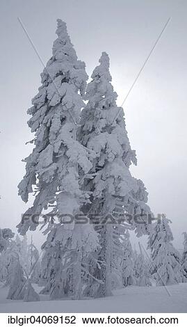 "Snow-covered trees, Ore Mountains, Saxony, Germany, Europe" View Large Photo Image Stock Image - "Snow-covered trees, Ore Mountains, Saxony, Germany, Europe". Fotosearch