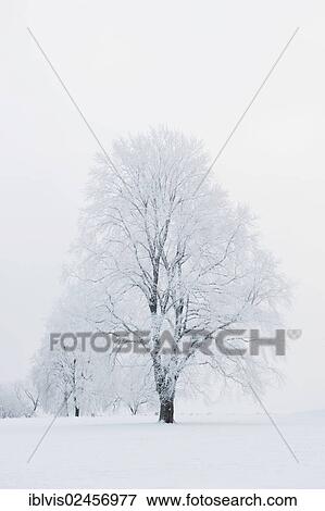 Snow-covered trees View Large Photo Image Stock Photo - Snow-covered trees. Fotosearch