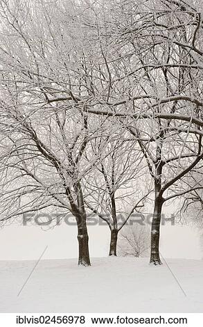 Snow-covered trees View Large Photo Image Stock Photo - Snow-covered trees. Fotosearch