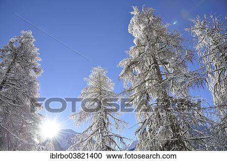 "Snow-covered trees, sun, Zernez, Lower Engadine, Canton of Graubunden or Grisons, Switzerland, Europe" View Large Photo Image Stock Image - "Snow-covered trees, sun, Zernez, Lower Engadine, Canton of Graubunden or Grisons, Switzerland, Europe". Fotosearch