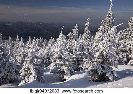 "Snow covered trees, winter forest in the Ore Mountains, Saxony, Germany, Europe" View Large Photo Image Stock Image - "Snow covered trees, winter forest in the Ore Mountains, Saxony, Germany, Europe". Fotosearch