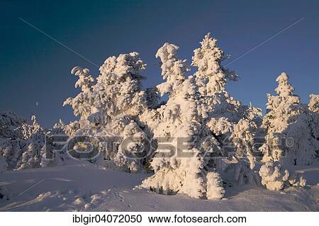 "Snow covered trees, winter forest in the Ore Mountains, Saxony, Germany, Europe" View Large Photo Image Stock Image - "Snow covered trees, winter forest in the Ore Mountains, Saxony, Germany, Europe". Fotosearch