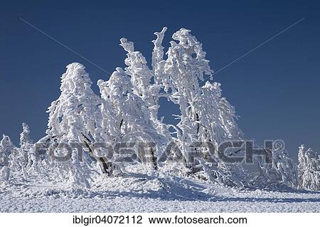 "Snow covered trees, winter landscape in the Ore Mountains, Saxony, Germany, Europe" View Large Photo Image Stock Image - "Snow covered trees, winter landscape in the Ore Mountains, Saxony, Germany, Europe". Fotosearch