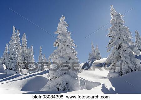 Stock Photography - "Snow-covered winter forest, Bartholomaberg, Montafon, Vorarlberg, Austria, Europe". Fotosearch