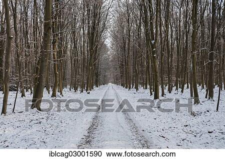 "Snow-covered woodland path in a beech forest, Moenchbruch nature reserve, Monchbruch Nature Reserve, Morfelden, Hesse, Germany, Europe" View Large Photo Image Stock Image - "Snow-covered woodland path in a beech forest, Moenchbruch nature reserve, Monchbruch Nature Reserve, Morfelden, Hesse, Germany, Europe". Fotosearch