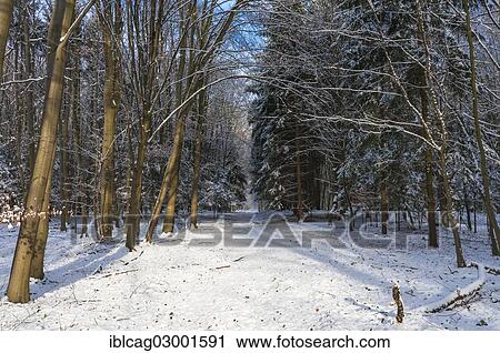 "Snow-covered woodland path, Moenchbruch nature reserve, Monchbruch Nature Reserve, Morfelden, Hesse, Germany, Europe" View Large Photo Image Stock Image - "Snow-covered woodland path, Moenchbruch nature reserve, Monchbruch Nature Reserve, Morfelden, Hesse, Germany, Europe". Fotosearch