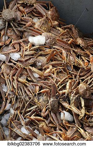 Stock Photograph - "Snow crab catch, Cheticamp harbor, Cape Breton, Nova Scotia, Canada, North America". Fotosearch