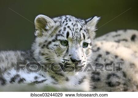 "Snow Leopard (Uncia uncia), cub, native to Asia, captive, Nuremberg, Middle Franconia, Bavaria, Germany, Europe" View Large Photo Image Stock Photo - "Snow Leopard (Uncia uncia), cub, native to Asia, captive, Nuremberg, Middle Franconia, Bavaria, Germany, Europe". Fotosearch