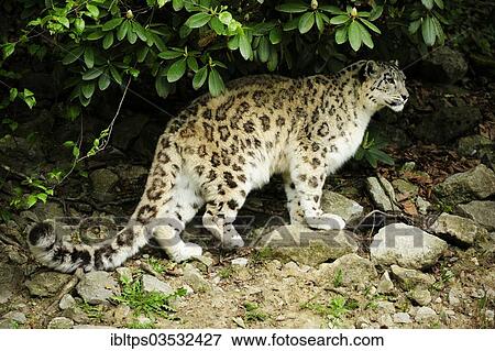 "Snow Leopard (Uncia uncia), Zoo Zurich, Zurich, Canton of Zurich, Switzerland, Europe" View Large Photo Image Stock Photo - "Snow Leopard (Uncia uncia), Zoo Zurich, Zurich, Canton of Zurich, Switzerland, Europe". Fotosearch