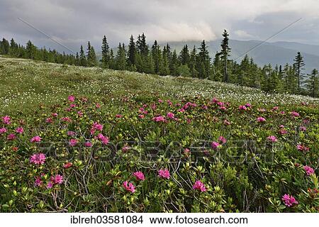 "Snow-rose or Rusty-leaved Alpenrose (Rhododendron ferrugineum), Innsbruck, Tyrol, Austria, Europe" View Large Photo Image Picture - "Snow-rose or Rusty-leaved Alpenrose (Rhododendron ferrugineum), Innsbruck, Tyrol, Austria, Europe". Fotosearch