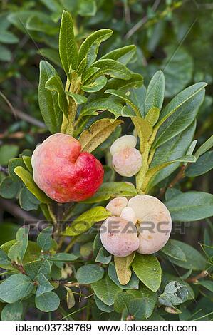 Stock Photo - "Snow-rose or Rusty-leaved Alpenrose (Rhododendron ferrugineum), with a type of gall known as Alpine Rose Apple â€‹â€‹(Exobasidium rhododendri), Sudtirol, Italy, Europe". Fotosearch