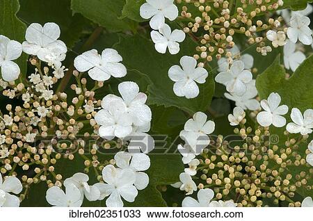 Stock Image - "Snowball Tree (Viburnum opulus), Filz, Woergl, Tyrol, Austria, Europe". Fotosearch