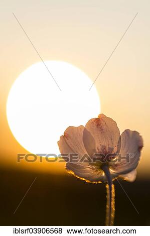 "Snowdrop Anemone (Anemone sylvestris), Hesse, Germany, Europe" View Large Photo Image Stock Photo - "Snowdrop Anemone (Anemone sylvestris), Hesse, Germany, Europe". Fotosearch