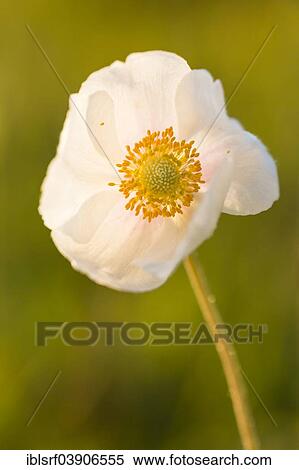 "Snowdrop Anemone (Anemone sylvestris), Hesse, Germany, Europe" View Large Photo Image Stock Photography - "Snowdrop Anemone (Anemone sylvestris), Hesse, Germany, Europe". Fotosearch