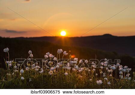 "Snowdrop Anemones (Anemone sylvestris), Hesse, Germany, Europe" View Large Photo Image Stock Photography - "Snowdrop Anemones (Anemone sylvestris), Hesse, Germany, Europe". Fotosearch