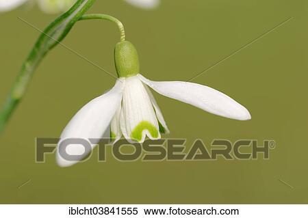 Stock Photography - "Snowdrop (Galanthus nivalis), blossom, North Rhine-Westphalia, Germany, Europe". Fotosearch