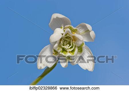 "Snowdrop (Galanthus nivalis), close-up of flower, Chipping, Lancashire, England, United Kingdom, Europe" View Large Photo Image Stock Photograph - "Snowdrop (Galanthus nivalis), close-up of flower, Chipping, Lancashire, England, United Kingdom, Europe". Fotosearch