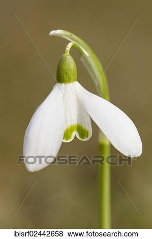 "Snowdrop (Galanthus nivalis hybrid), Hesse, Germany, Europe" View Large Photo Image Stock Photo - "Snowdrop (Galanthus nivalis hybrid), Hesse, Germany, Europe". Fotosearch
