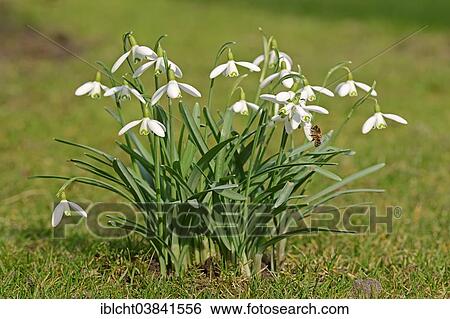 "Snowdrop (Galanthus nivalis), North Rhine-Westphalia, Germany, Europe" View Large Photo Image Stock Photograph - "Snowdrop (Galanthus nivalis), North Rhine-Westphalia, Germany, Europe". Fotosearch