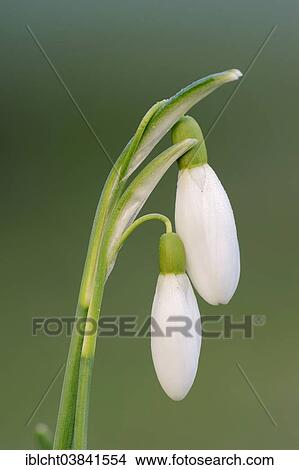 "Snowdrop (Galanthus nivalis), blossoms, North Rhine-Westphalia, Germany, Europe" View Large Photo Image Picture - "Snowdrop (Galanthus nivalis), blossoms, North Rhine-Westphalia, Germany, Europe". Fotosearch