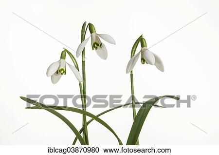 Stock Image - Snowdrop (Galanthus nivalis). Fotosearch