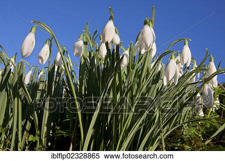 "Snowdrop (Galanthus nivalis), flowering mass, West Sussex, England, United Kingdom, Europe" View Large Photo Image Stock Photography - "Snowdrop (Galanthus nivalis), flowering mass, West Sussex, England, United Kingdom, Europe". Fotosearch
