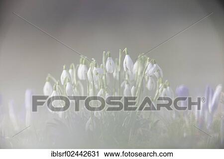 "Snowdrops (Galanthus nivalis hybrid), Hesse, Germany, Europe" View Large Photo Image Stock Image - "Snowdrops (Galanthus nivalis hybrid), Hesse, Germany, Europe". Fotosearch