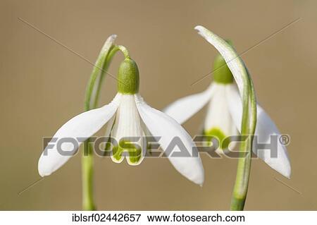 Stock Photo - "Snowdrops (Galanthus nivalis hybrid), Hesse, Germany, Europe". Fotosearch