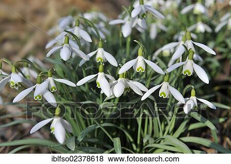 "Snowdrops (Galanthus nivalis), Thuringia, Germany, Europe" View Large Photo Image Stock Photo - "Snowdrops (Galanthus nivalis), Thuringia, Germany, Europe". Fotosearch